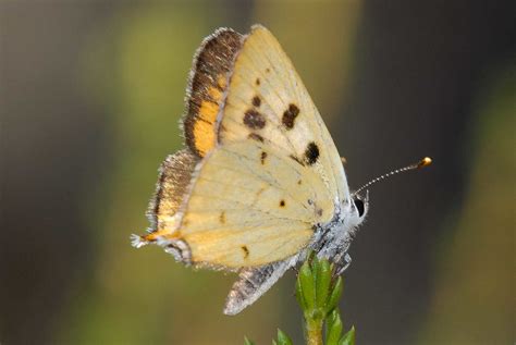 lycaena hermes species